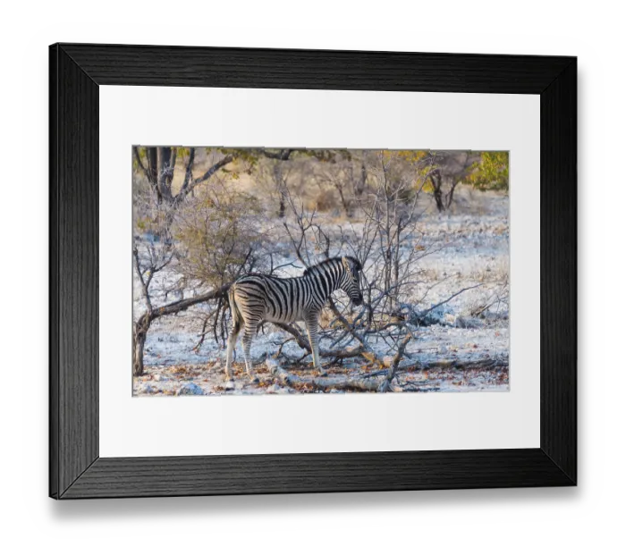 Framed Print : Burchell's Zebra (Equus burchellii) young in bushland Framed Print : Burchell's Zebra (Equus burchellii) young in bushland