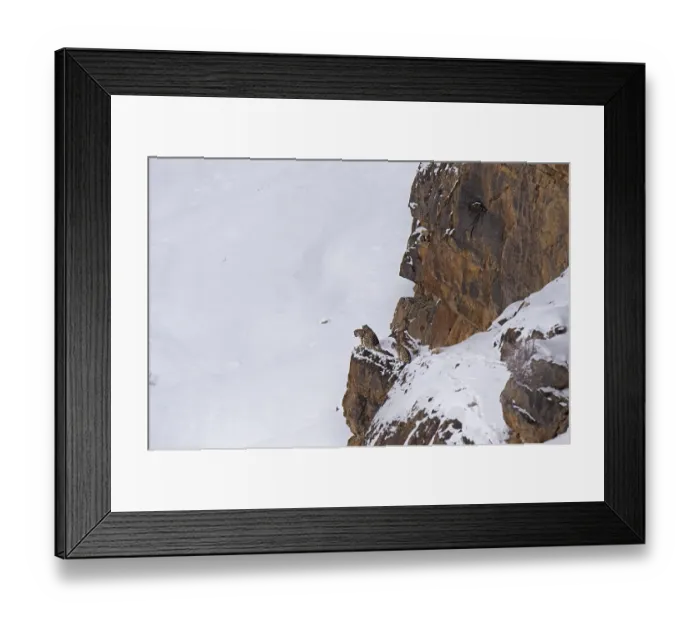 Framed Print : Snow leopards (Panthera uncia) on rocks