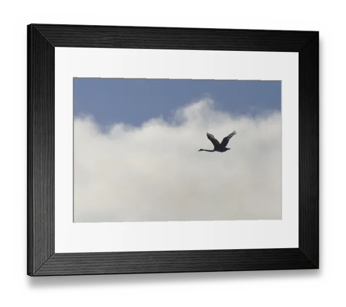 Framed Print : Australian black swan, Cygnus atratus