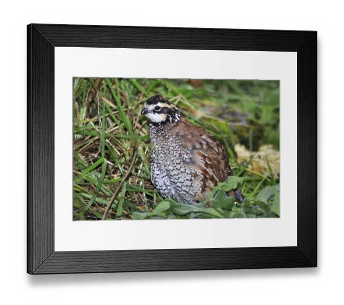 Framed Print : Male Northern Bobwhite, Virginia Quail or Bobwhite Quail