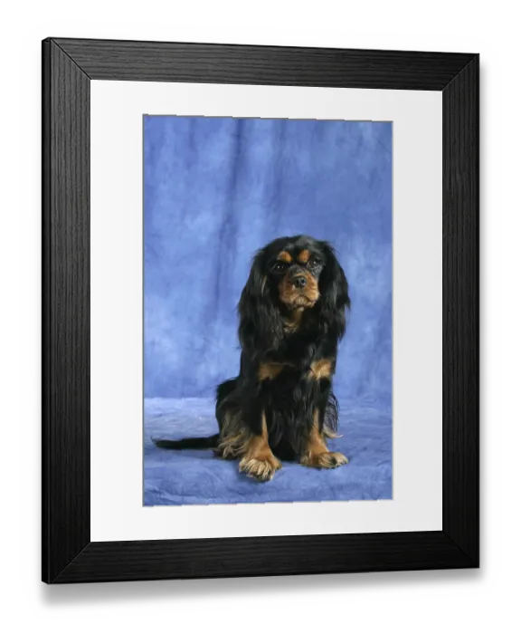 Framed Print : Cavalier King Charles Spaniel, black-and-tan