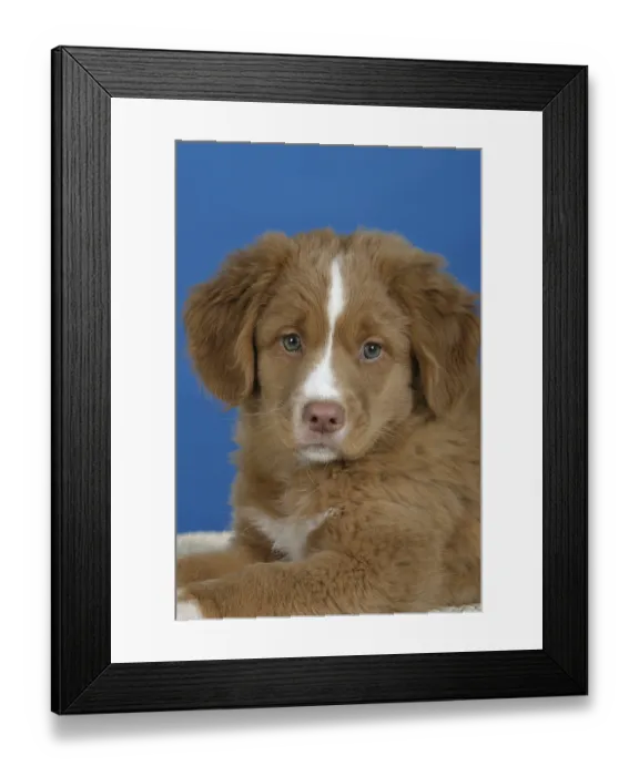 Framed Print : Nova Scotia Duck Tolling Retriever Framed Print : Nova Scotia Duck Tolling Retriever