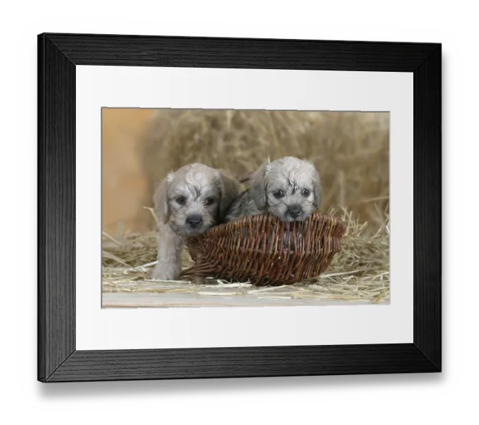 Framed Print : Dandie Dinmont Terrier, puppies