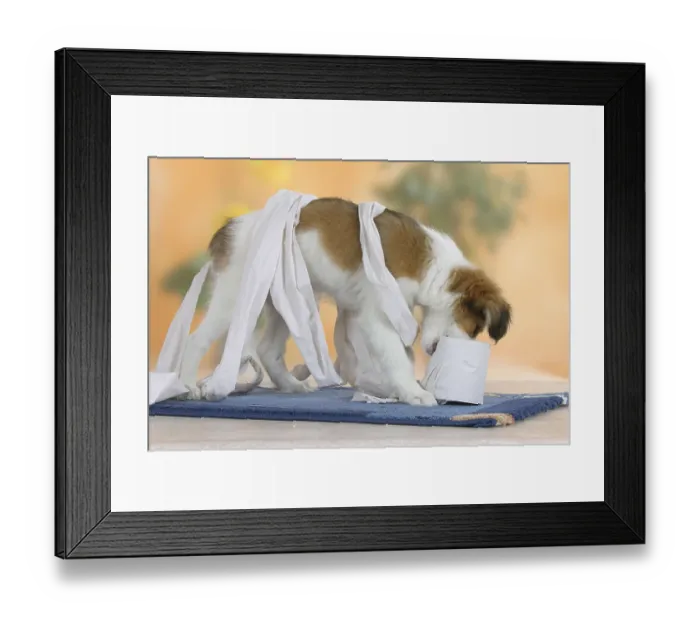 Framed Print : Small Dutch Waterfowl Dog, puppy