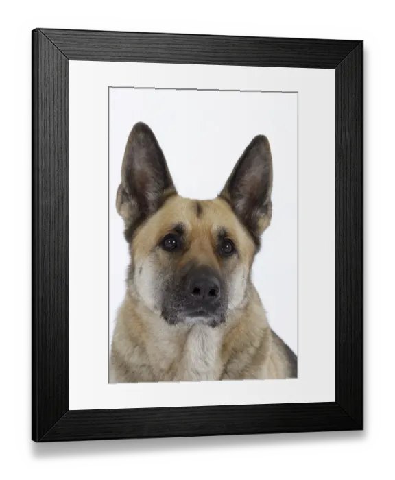 Framed Print : German Shepherd Dog Alsatian Framed Print : German Shepherd Dog Alsatian