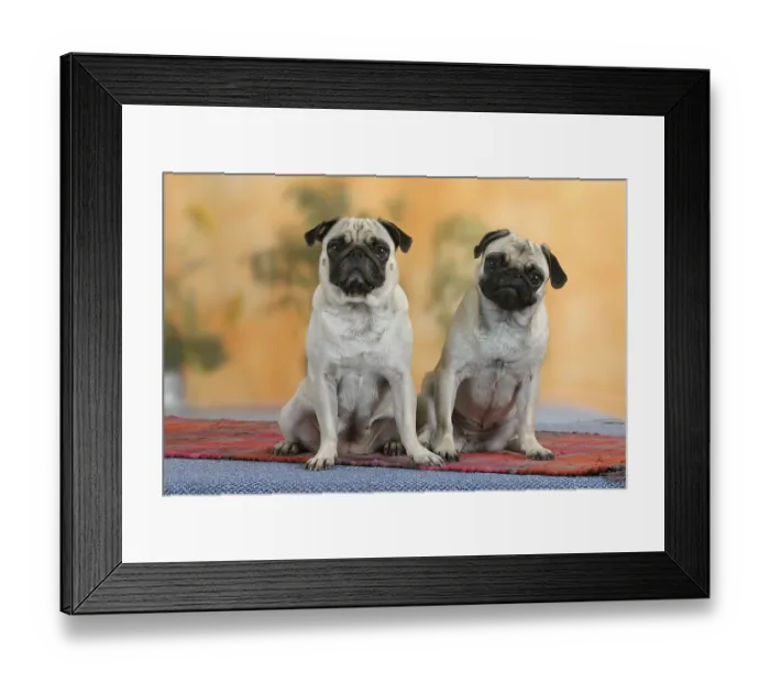 Framed Print : Pugs, detachable