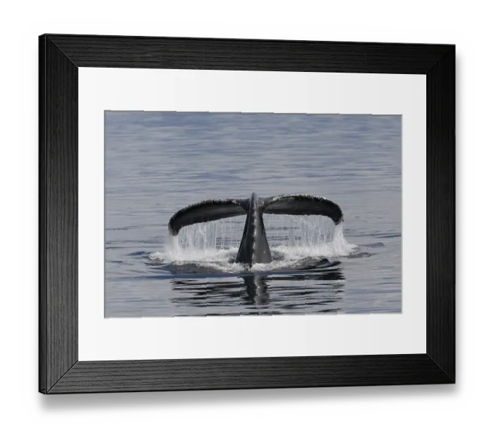 Framed Print : Descending humpback whale (Megaptera novaeangliae) shows its fluke