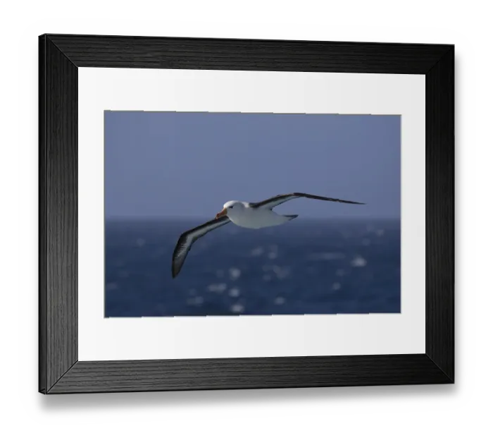 Framed Print : Black-browed albatross (Thalassarche melanophris) in flight over the sea