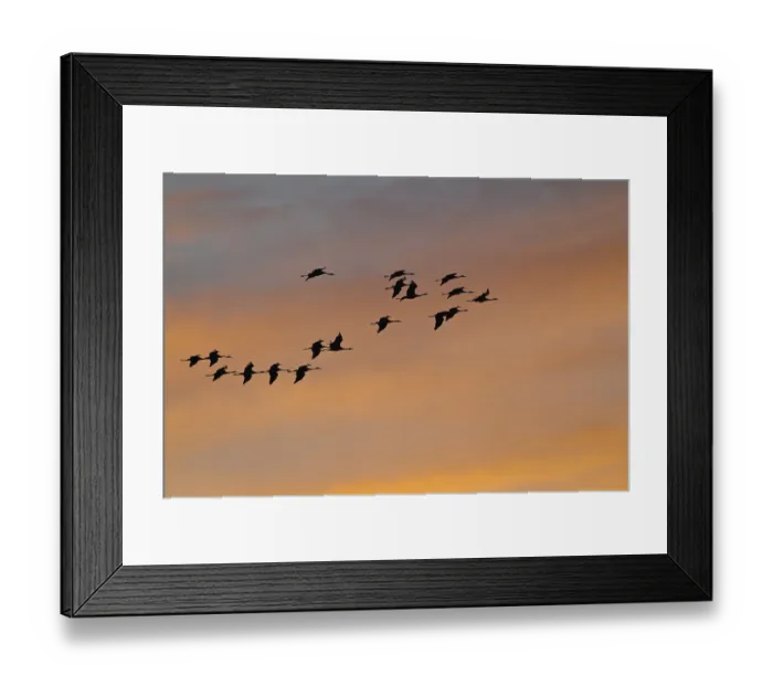 Framed Print : Common Cranes or Eurasian Cranes (Grus grus) in flight in the evening light Framed Print : Common Cranes or Eurasian Cranes (Grus grus) in flight in the evening light