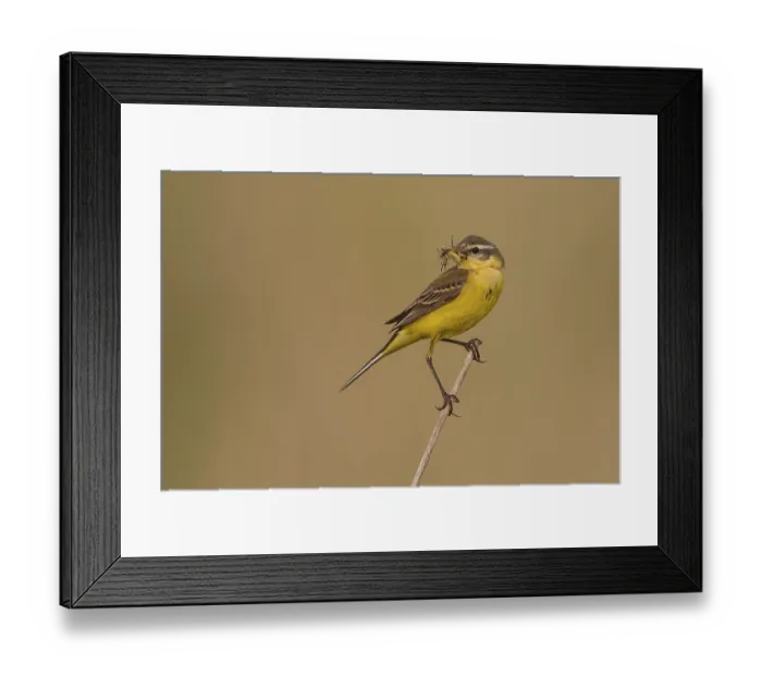 Framed Print : Yellow Wagtail (Motacilla flava) on stalk with insect in beak