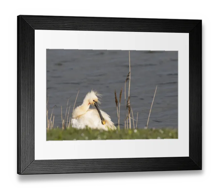 Framed Print : Eurasian Spoonbill (Platalea leucorodia)