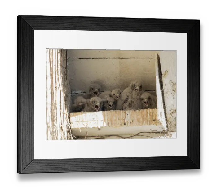 Framed Print : Young Common kestrel (falco tinnunculus) in nesting box