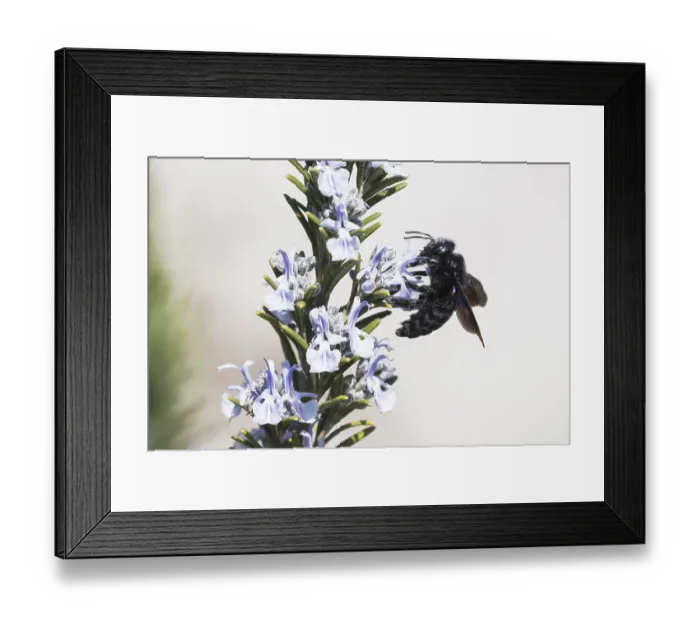 Framed Print : Violet carpenter bee (Xylocopa violacea) to Rosemaryflower (Rosmarinus officinalis) Framed Print : Violet carpenter bee (Xylocopa violacea) to Rosemaryflower (Rosmarinus officinalis)