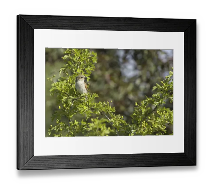 Framed Print : Red-backed shrike (Lanius collurio) Framed Print : Red-backed shrike (Lanius collurio)