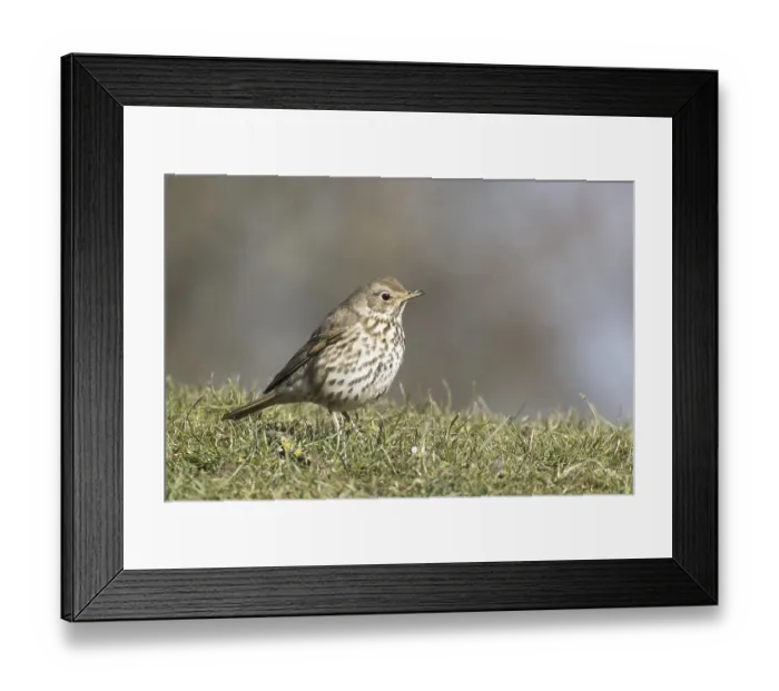 Framed Print : Song thrush (Turdus philomelos) in meadow