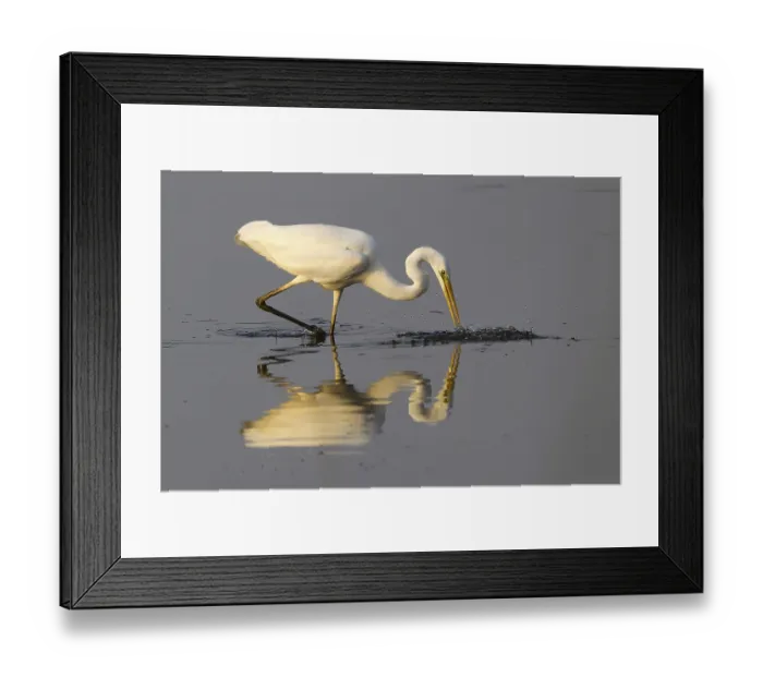 Framed Print : Great egret (Ardea alba) on prey hunt at the water