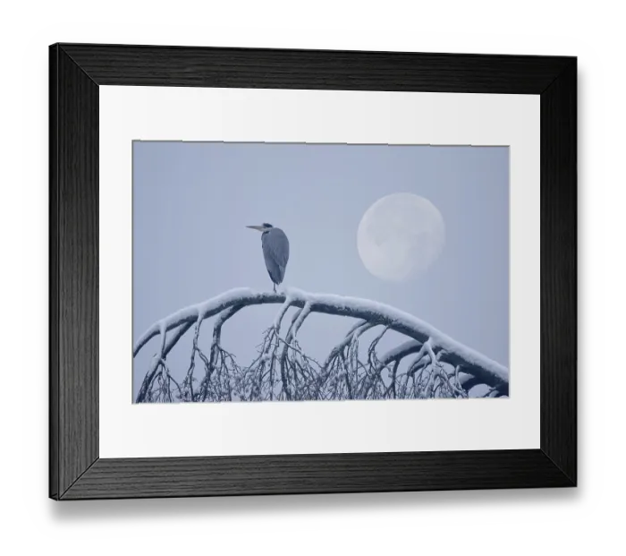 Framed Print : Grey heron (Ardea cinerea) standing on a snowy tree trunk during full moon