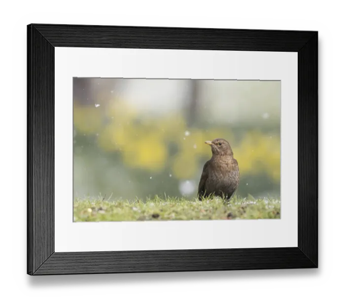 Framed Print : Blackbird (Turdus merula), female