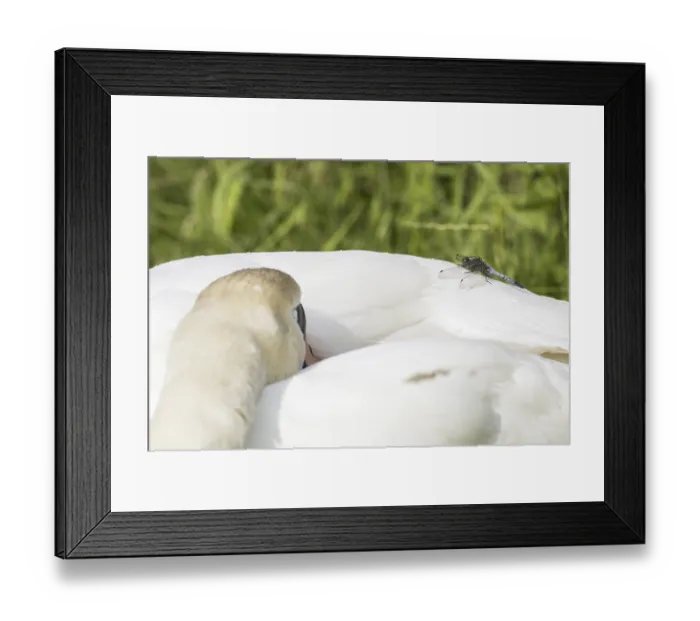 Framed Print : Black-tailed Skimmer (Orthetrum cancellatum) Framed Print : Black-tailed Skimmer (Orthetrum cancellatum)