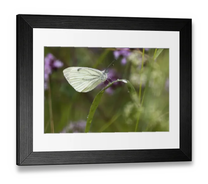 Framed Print : Green-veined white (Pieris napi)