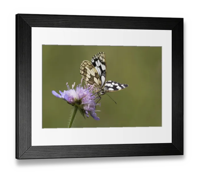 Framed Print : Marbled white (Melanargia galathea) on Field scabious (Knautia arvensis)