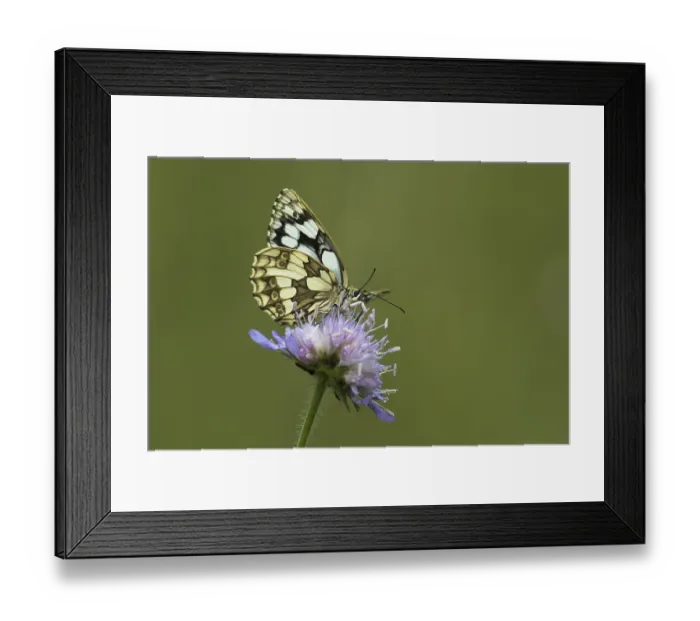 Framed Print : Marbled white (Melanargia galathea) on Field scabious (Knautia arvensis) Framed Print : Marbled white (Melanargia galathea) on Field scabious (Knautia arvensis)