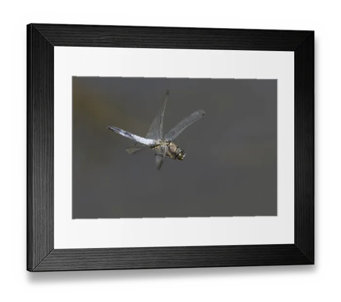 Framed Print : Black tailed Skimmer (Orthetrum cancellatum)