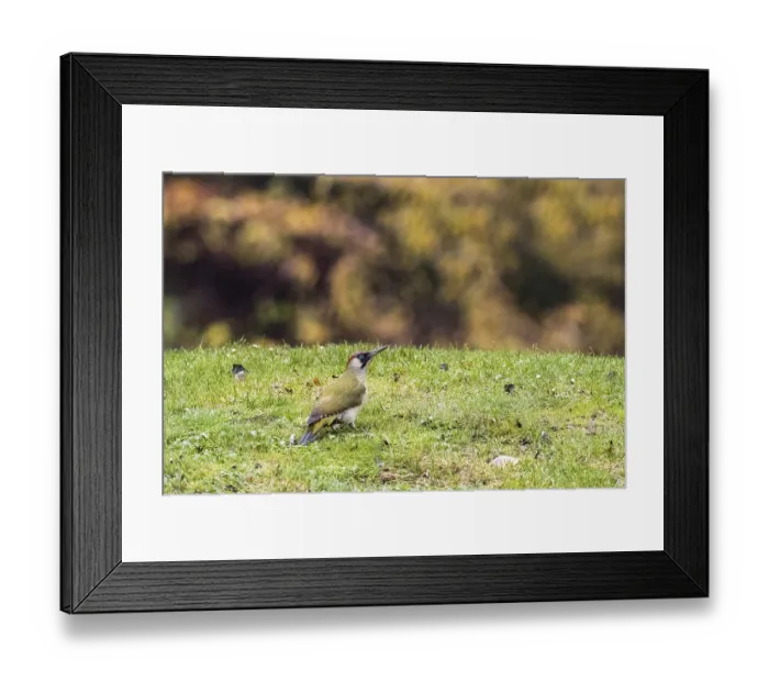 Framed Print : European green woodpecker (Picus viridis) in a meadow Framed Print : European green woodpecker (Picus viridis) in a meadow