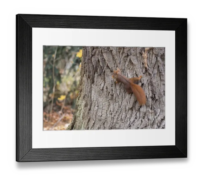 Framed Print : Eurasian red squirrel (Sciurus vulgaris) on tree trunk