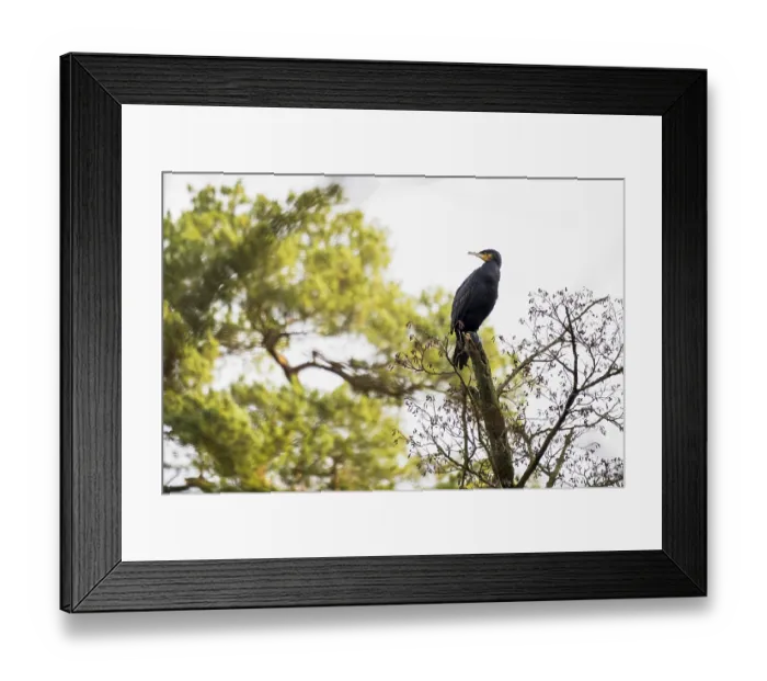 Framed Print : Great cormorant (Phalacrocorax carbo) standing on a branch of a tree