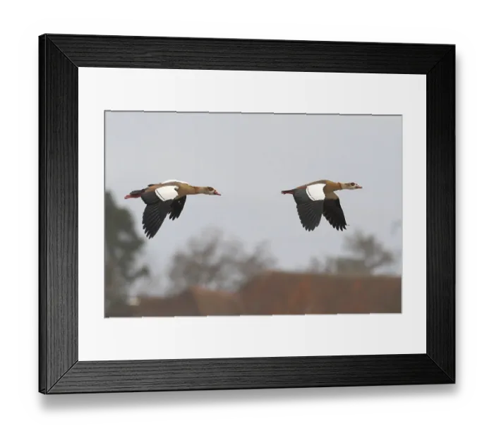 Framed Print : Two egyptian geese (Alopochen aegyptiacus)