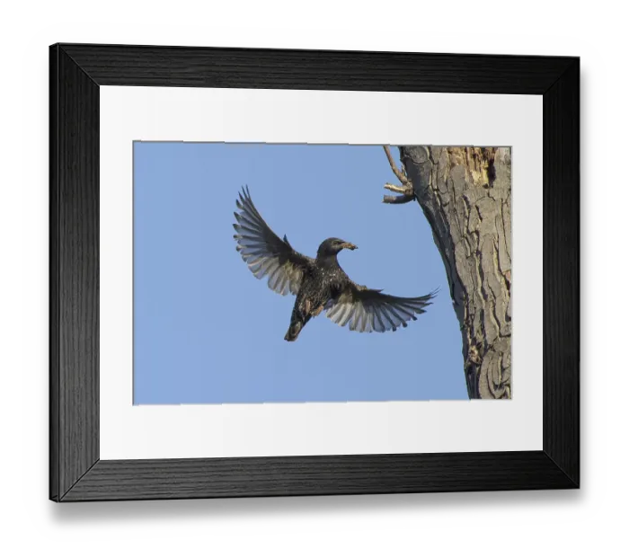 Framed Print : Flying common starling (Sturnus vulgaris) with spread wings approaching breeding cavity