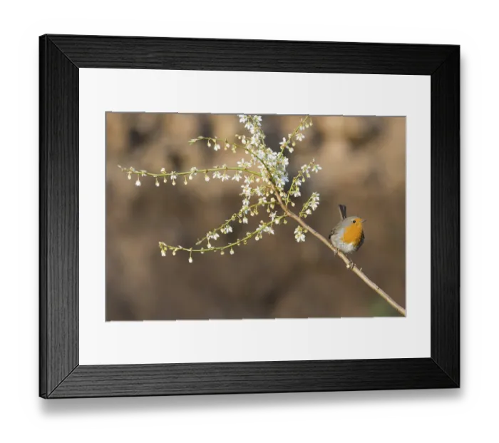Framed Print : European robin (Erithacus rubecula) Framed Print : European robin (Erithacus rubecula)