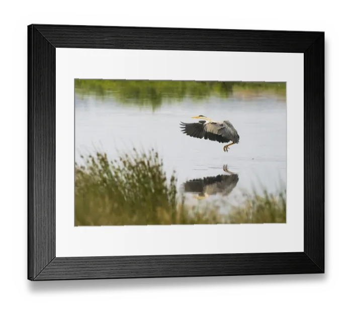 Framed Print : Grey heron (Ardea cinerea), landing approach over water surface Framed Print : Grey heron (Ardea cinerea), landing approach over water surface