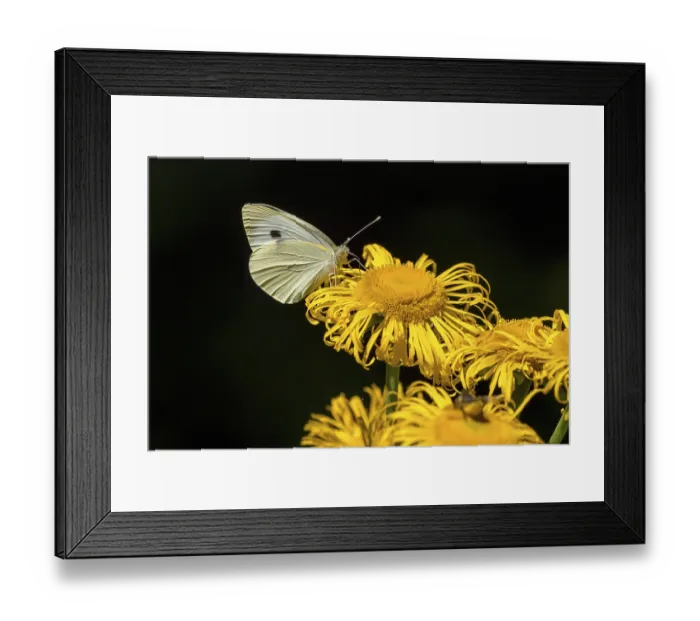 Framed Print : Cabbage butterfly (Pieris brassicae) on large teleost (Telekia speciosa)