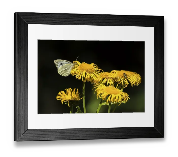 Framed Print : Cabbage butterfly (Pieris brassicae) and hoverfly (Syrphidae) on large teleost (Telekia speciosa) Framed Print : Cabbage butterfly (Pieris brassicae) and hoverfly (Syrphidae) on large teleost (Telekia speciosa)