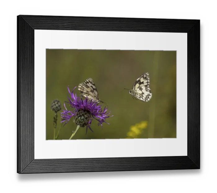 Framed Print : Checkered butterfly (Melanargia galathea) approaching brown knapweed (Centaurea jacea) Framed Print : Checkered butterfly (Melanargia galathea) approaching brown knapweed (Centaurea jacea)