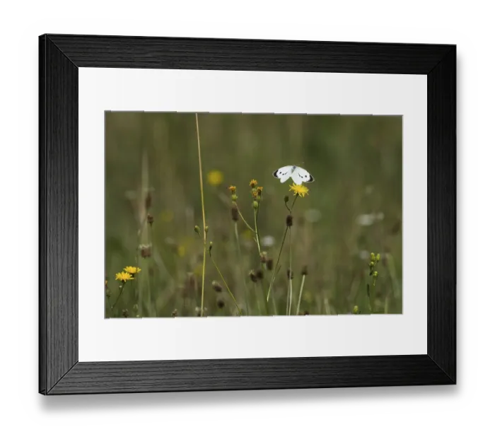 Framed Print : Cabbage butterfly (Pieris brassicae) approaching flower of rough hawksbeard (Crepis biennis)