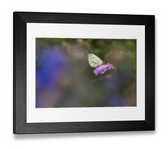 Framed Print : Green-veined white (Pieris napi) or green vein white butterfly on scabious Framed Print : Green-veined white (Pieris napi) or green vein white butterfly on scabious