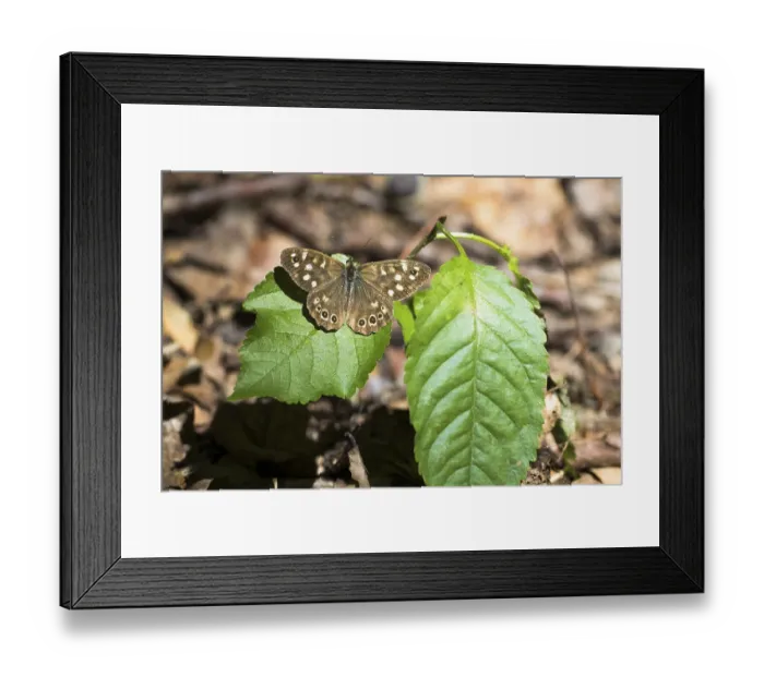 Framed Print : Speckled wood (Pararge aegeria) Framed Print : Speckled wood (Pararge aegeria)