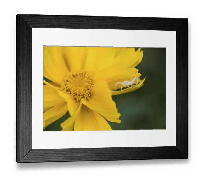 Framed Print : Goldenrod crab spider (Misumena vatia) in lurking position on yellow flower Framed Print : Goldenrod crab spider (Misumena vatia) in lurking position on yellow flower