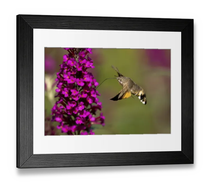 Framed Print : Hummingbird hawk-moth (Macroglossum stellatarum)