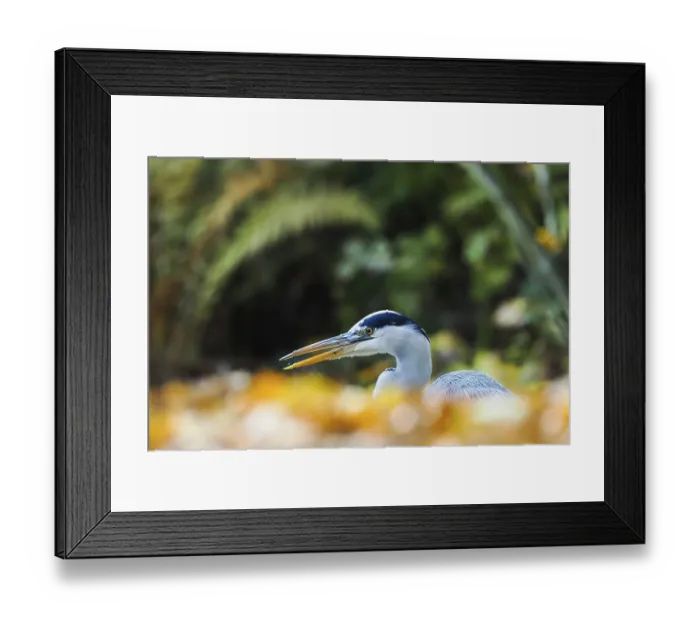 Framed Print : Grey heron (Ardea cinerea), animal portrait Framed Print : Grey heron (Ardea cinerea), animal portrait