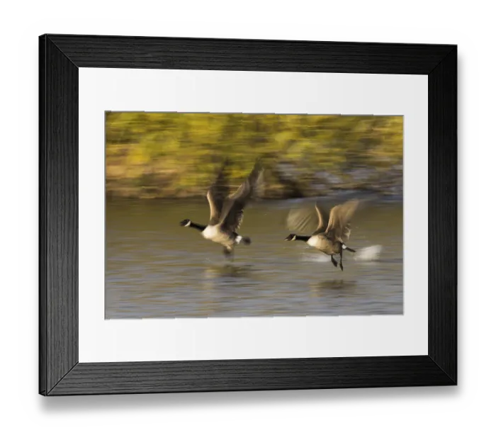 Framed Print : Canada geese (Branta canadensis) Framed Print : Canada geese (Branta canadensis)