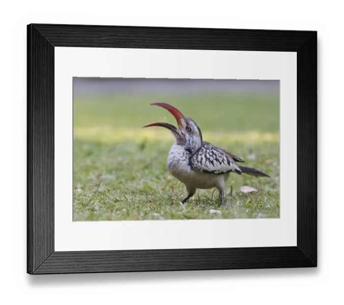 Framed Print : Red-billed Hornbill (Tockus erythrorhynchus) Framed Print : Red-billed Hornbill (Tockus erythrorhynchus)