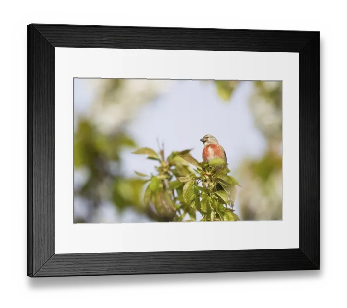 Framed Print : Linnet (Carduelis cannabina), standing on cherry tree branch