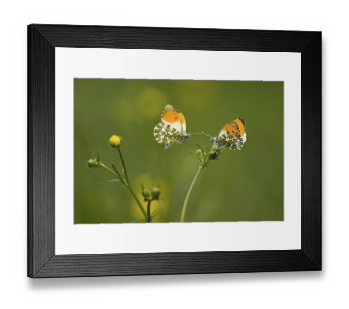 Framed Print : Two orange tip (Anthocharis cardamines) Framed Print : Two orange tip (Anthocharis cardamines)