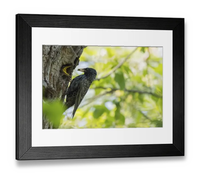 Framed Print : Common starling (Sturnus vulgaris)