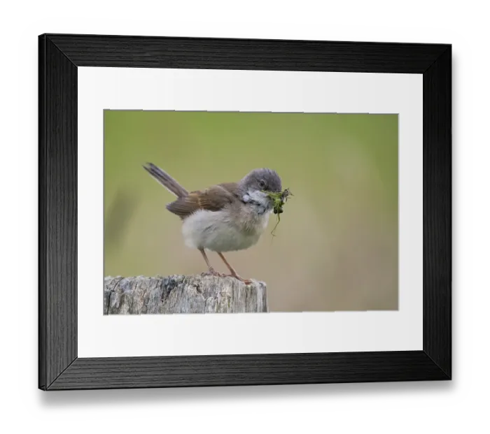 Framed Print : Common whitethroat (Sylvia communis) with insects in its beak