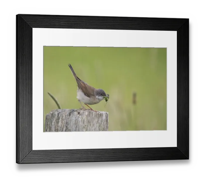 Framed Print : Common whitethroat (Sylvia communis) with insects in its beak Framed Print : Common whitethroat (Sylvia communis) with insects in its beak